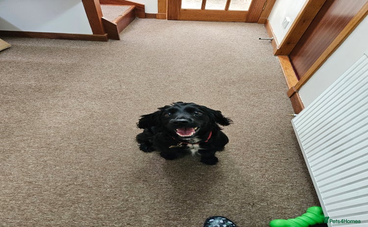 Cocker Spaniel dogs Cocker Spaniel pups for sale - Advert 4