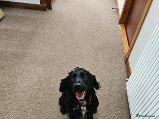 Cocker Spaniel dogs Cocker Spaniel pups for sale - Advert 1