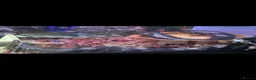 Mixed Breed reptiles for sale: False water cobra  - Advert 1