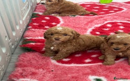 Cockapoo dogs for sale: Health tested Toy cockapoos. One girl left - Image 13