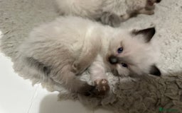 Ragdoll cats for sale: Beautiful Chocolate point Ragdoll kittens  - Image 9