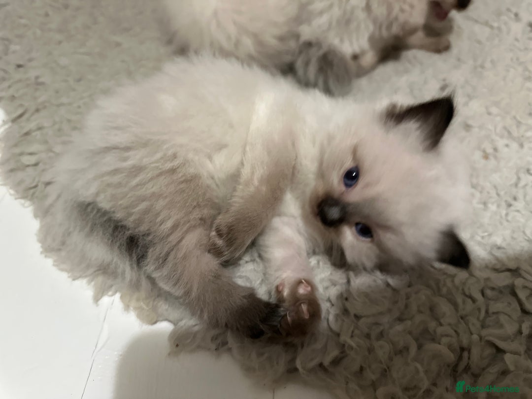 Ragdoll cats for sale: Beautiful Chocolate point Ragdoll kittens  - Image 9
