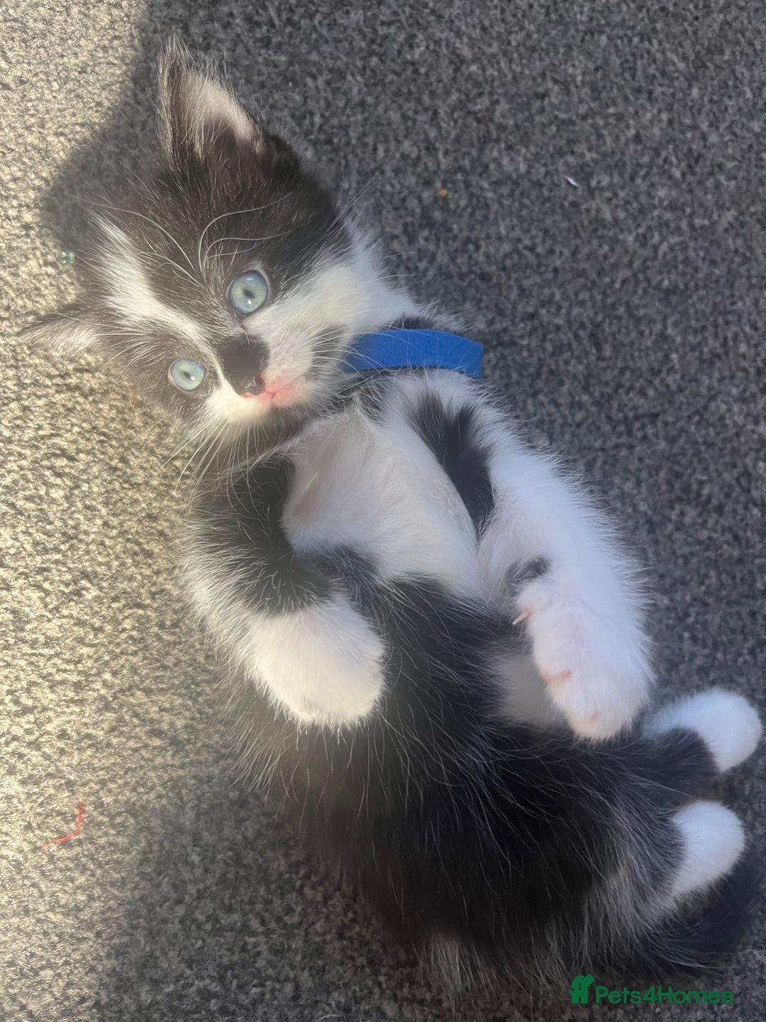 Mixed Breed cats for sale: black and white kittens  - Image 3