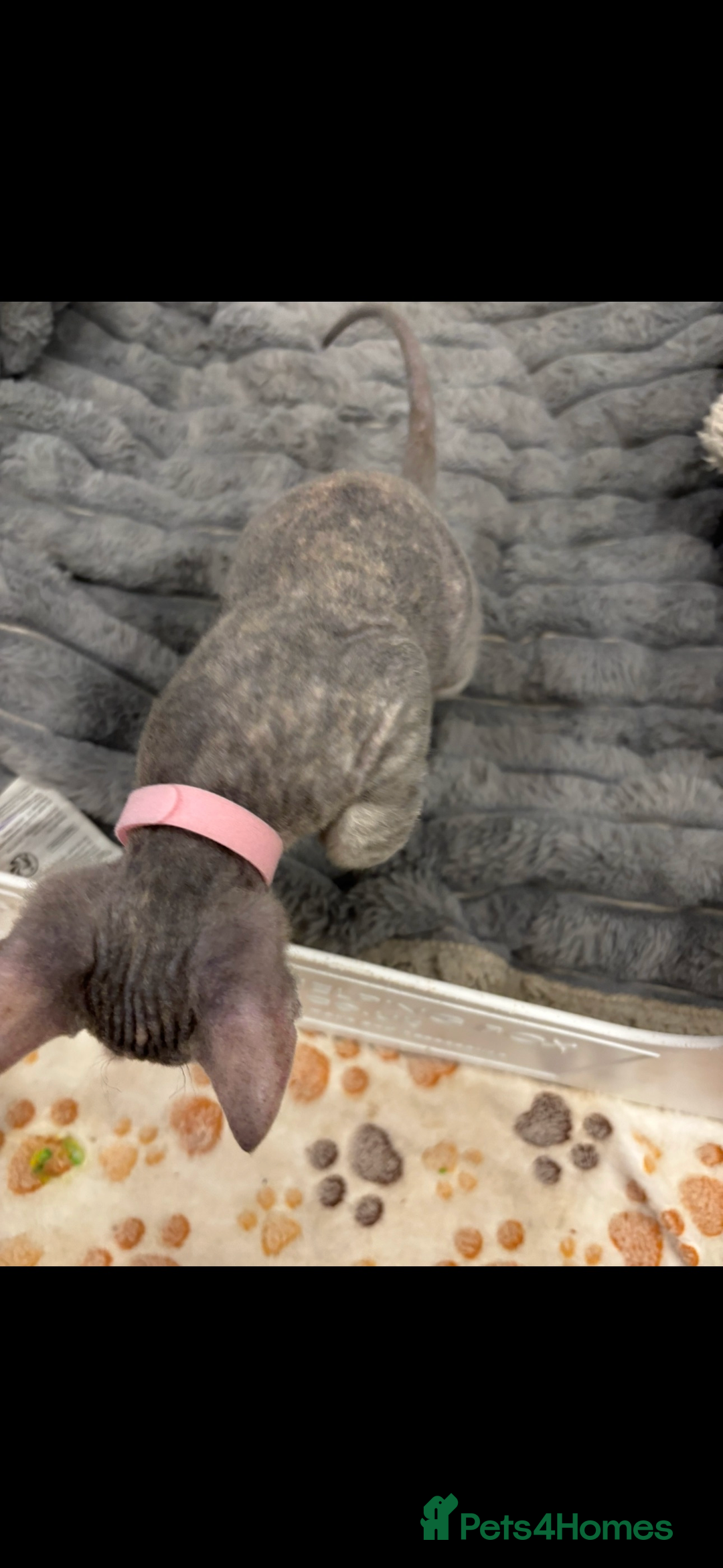 Sphynx cats for sale: Donskoy - Advert 18