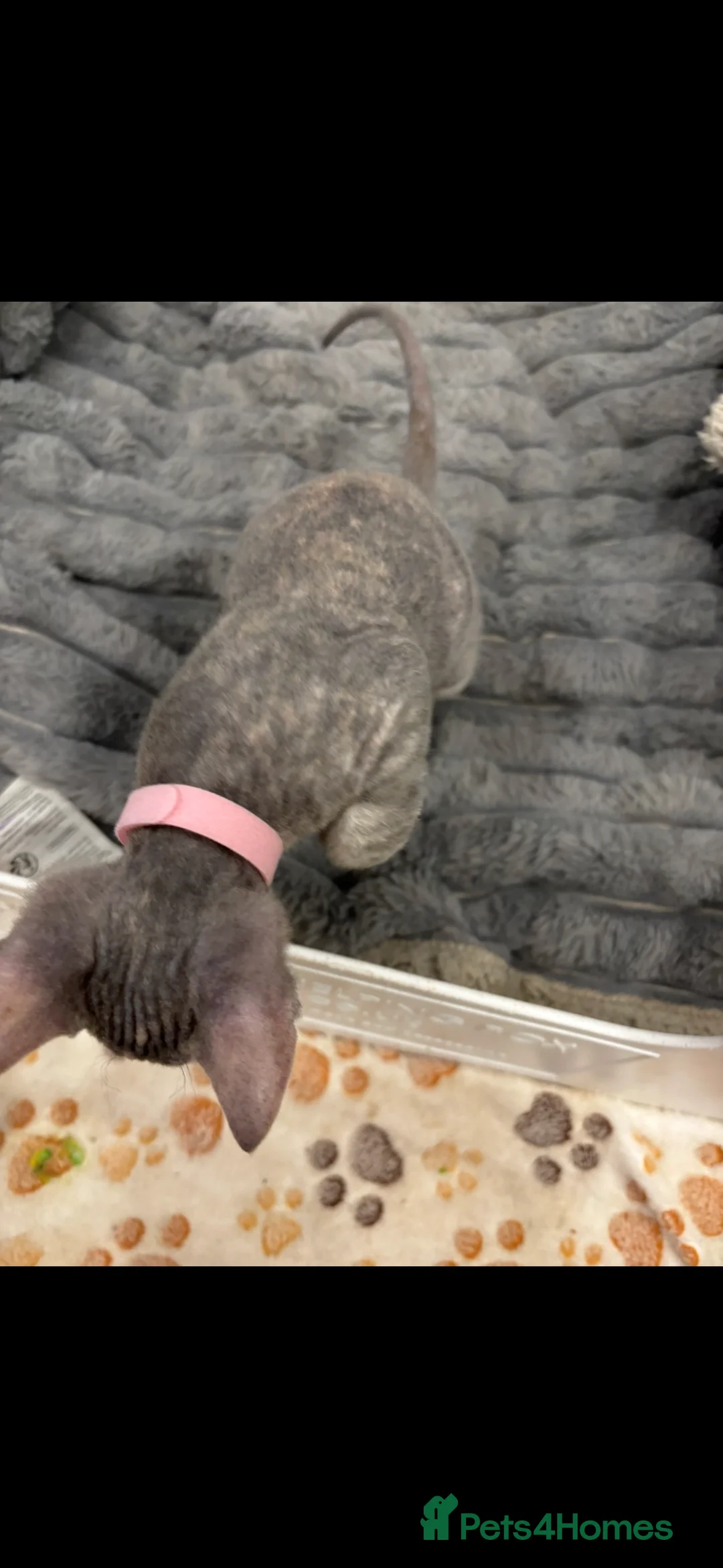 Sphynx cats for sale: Donskoy - Advert 18