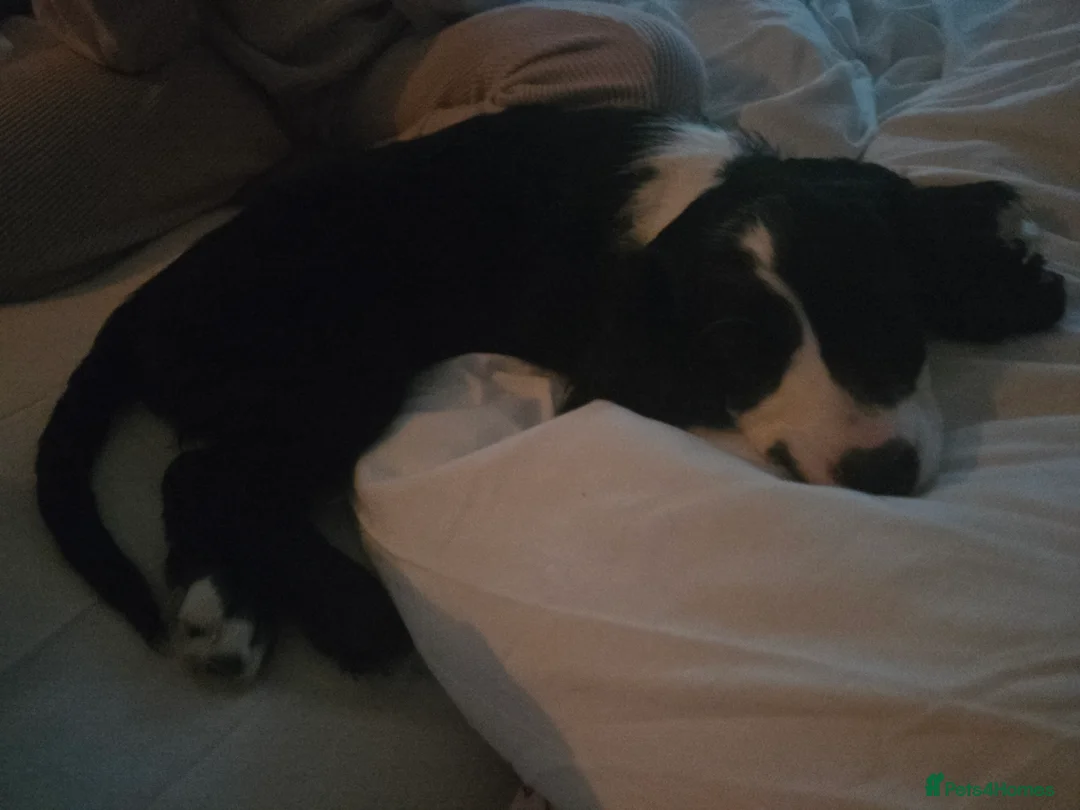 Cockapoo dogs for sale: Rebecca sheldrick  - Advert 1