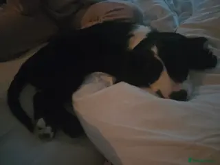 Cockapoo dogs Rebecca sheldrick - Advert 13