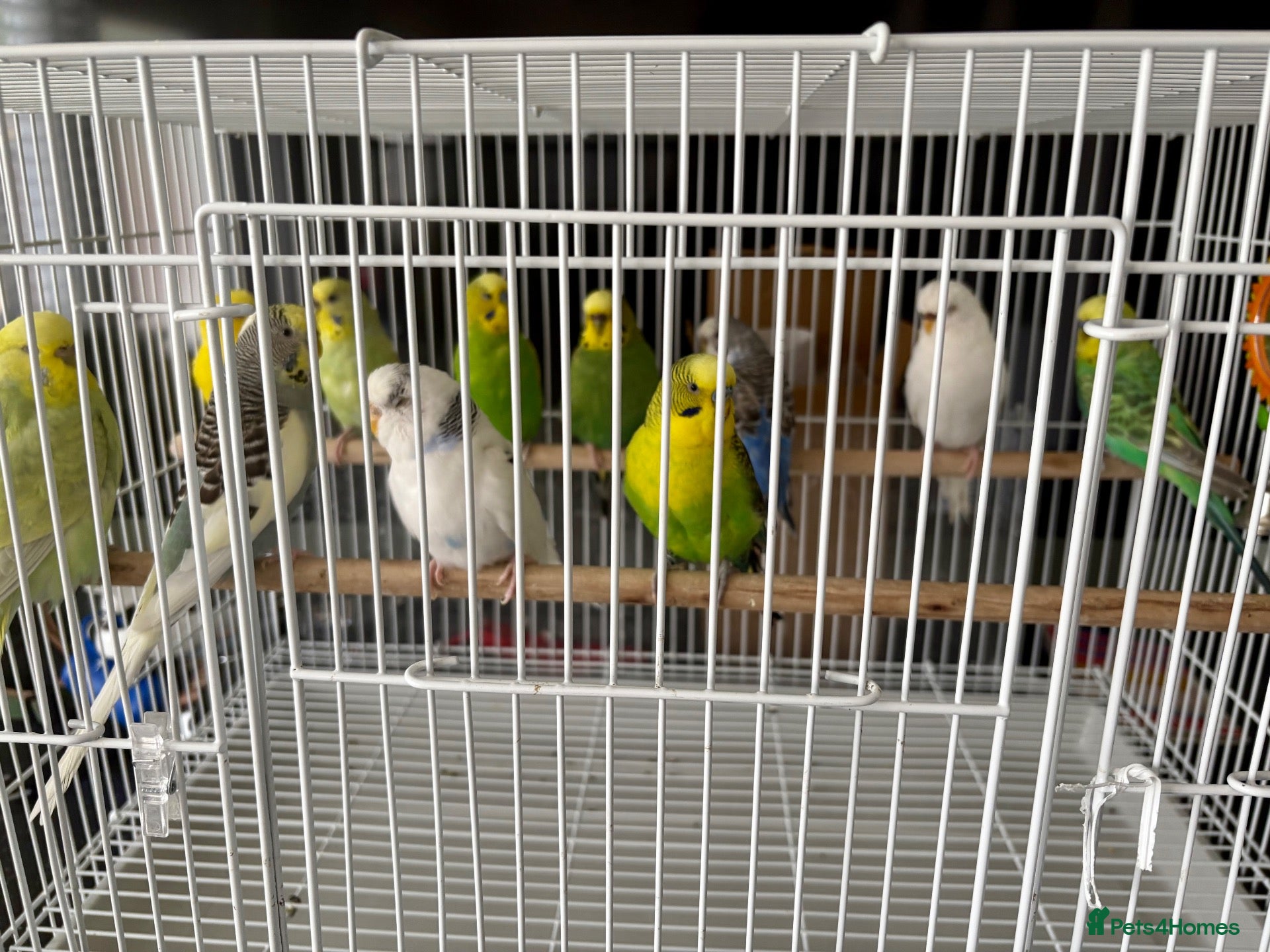 Budgerigars birds Mixed variety of Budgies For Sale - Advert 2
