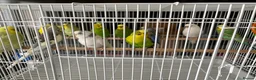 Budgerigars birds for sale: Mixed variety of Budgies For Sale - Advert 2