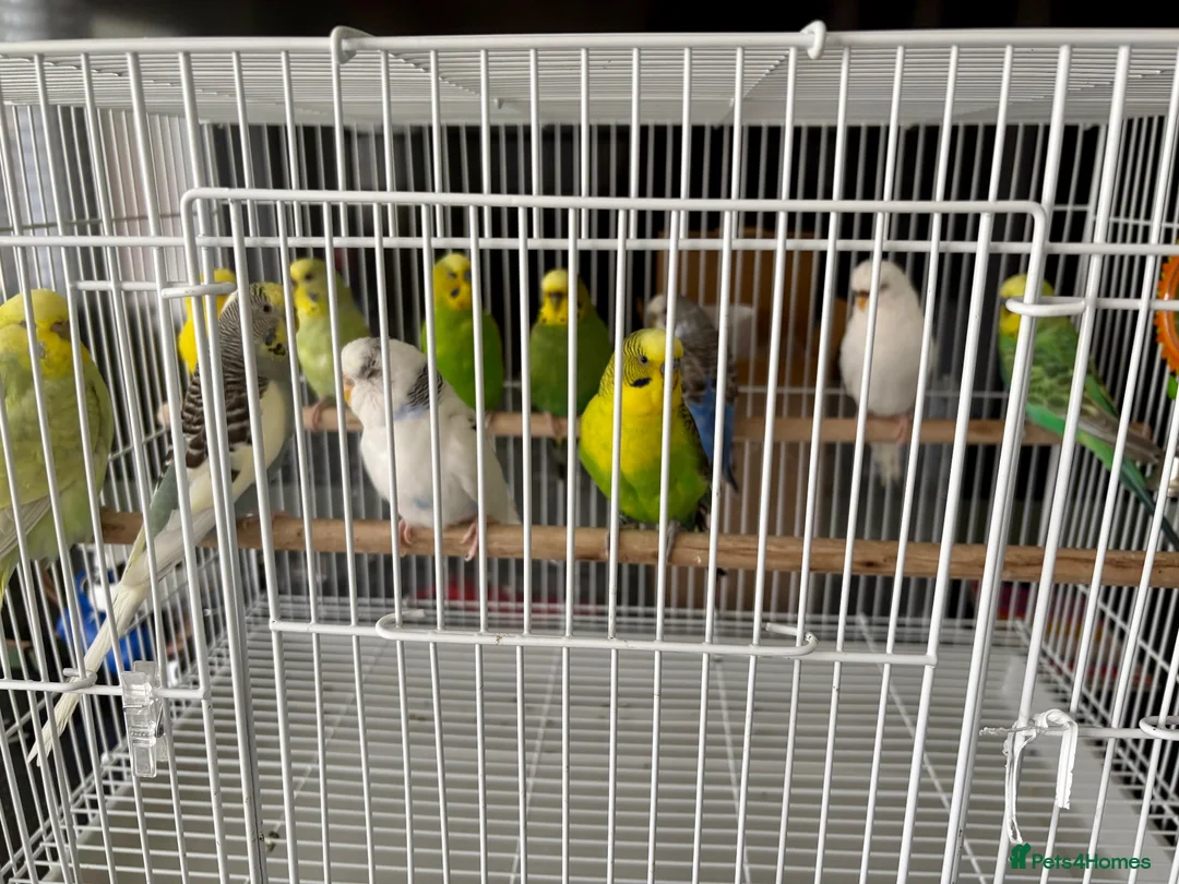Budgerigars birds for sale: Mixed variety of Budgies For Sale - Advert 2