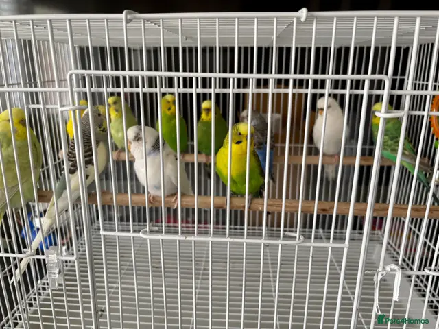 Budgerigars birds Mixed variety of Budgies For Sale - Advert 2