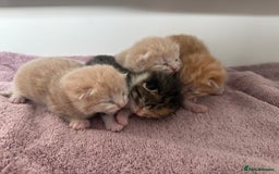 Mixed Breed cats for sale: PLEASE READ - 4 stunning kittens. 3 male. 1 female - Image 4