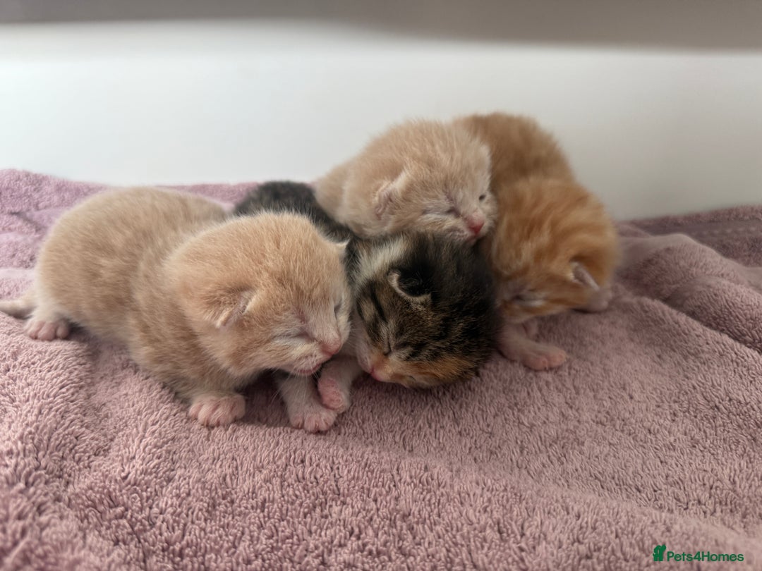 Mixed Breed cats for sale: PLEASE READ - 4 stunning kittens. 3 male. 1 female - Image 4