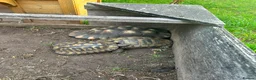 Tortoise reptiles for sale: 5 tortoises for rehoming  in Somerton - Advert 2