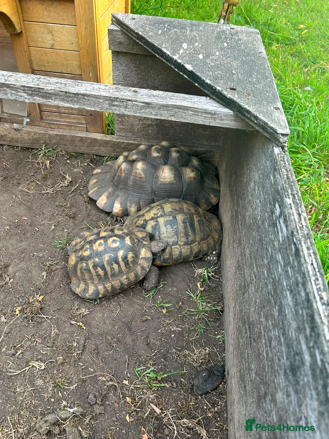 Tortoise reptiles for sale: 5 tortoises for rehoming  in Somerton - Advert 2
