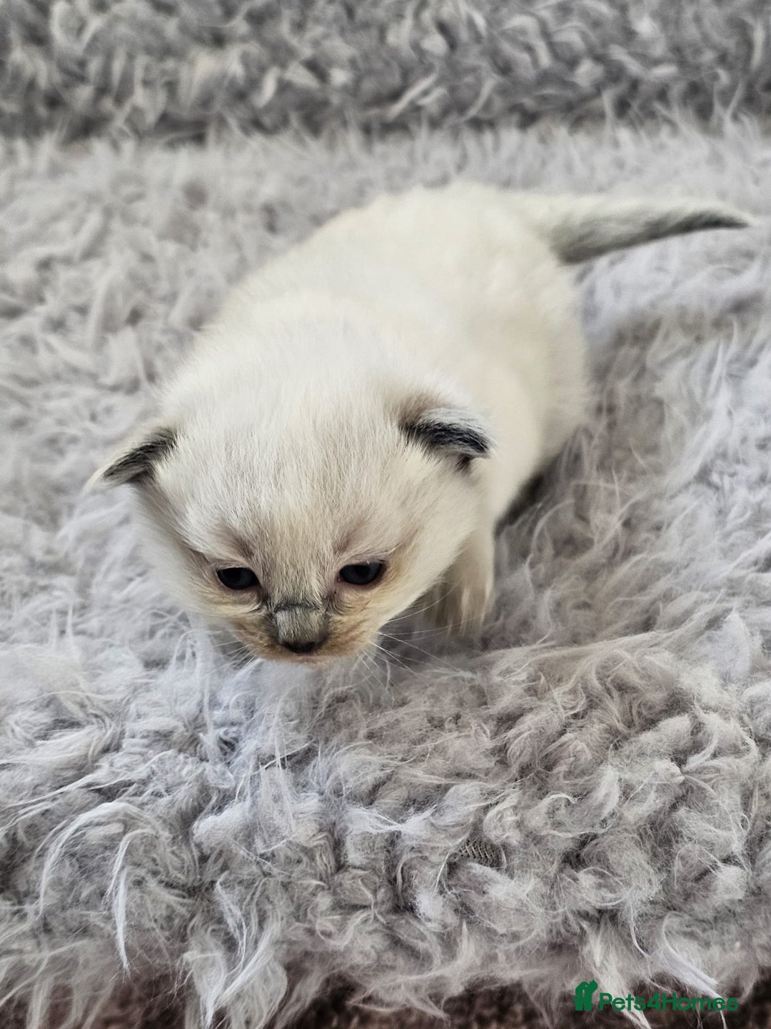 Ragdoll cats for sale: 8 beautiful ragdolls ready for Christmas 🎁 - Advert 19