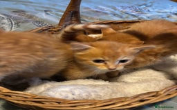 Siberian cats for sale: Ginger Siberian cross  - Image 7