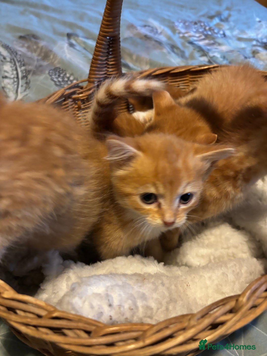 Siberian cats for sale: Ginger Siberian cross  - Image 7
