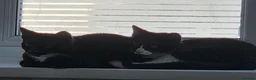 Mixed Breed cats for sale: Mother 3 older kittens and a kitten in Cardiff - Advert 13
