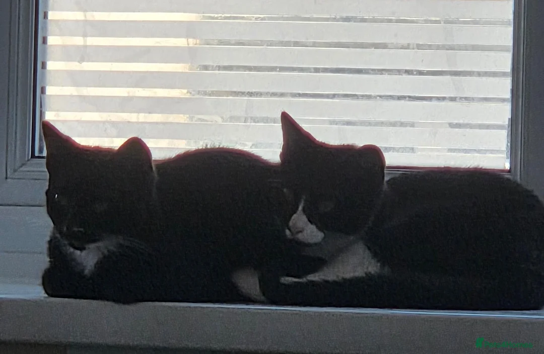 Mixed Breed cats for sale: Mother 3 older kittens and a kitten in Cardiff - Advert 13