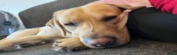 Labrador Retriever dogs for sale: beautiful golden labrador - Advert 4