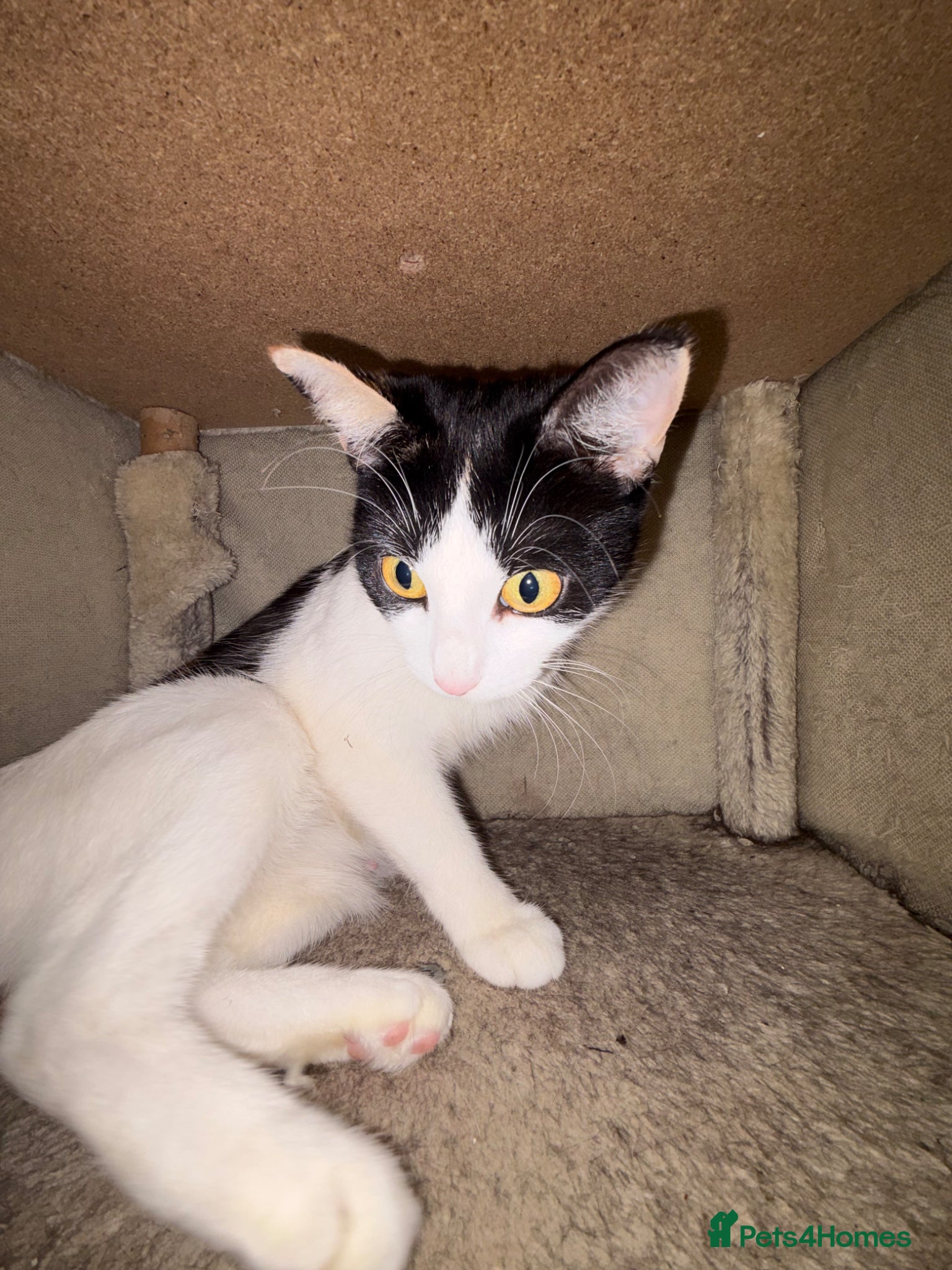 British Shorthair cats Black and tortoiseshell kitten for sale  - Advert 2