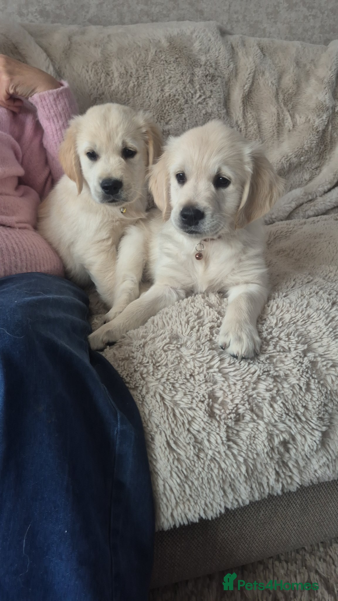 Golden Retriever dogs Ready Today! Adorable Golden Retriever Puppies - Advert 13