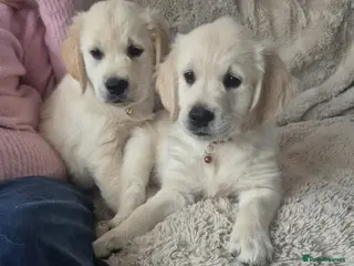 Golden Retriever dogs Ready Today! Adorable Golden Retriever Puppies - Advert 1