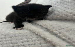 British Shorthair cats for sale: 5 beautiful British shorthair kittens - Image 7