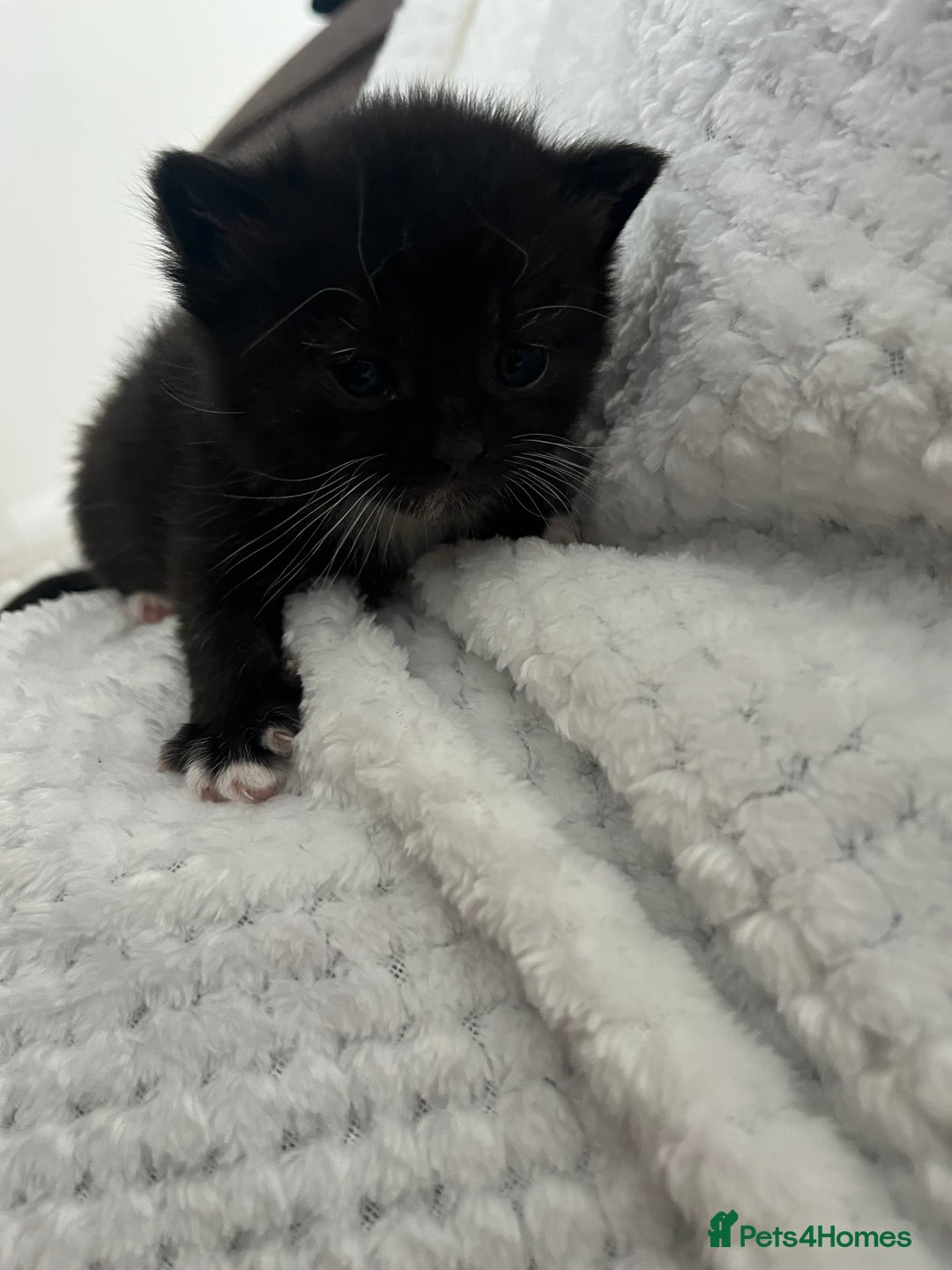 British Shorthair cats for sale: 5 beautiful British shorthair kittens - Image 7
