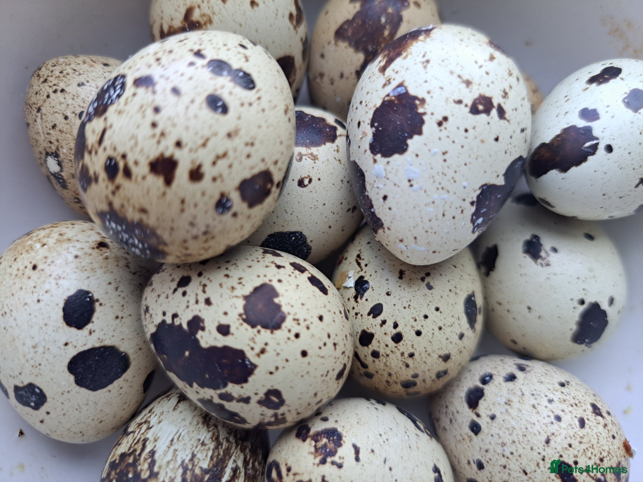Quail poultry Quail eggs - Advert 4
