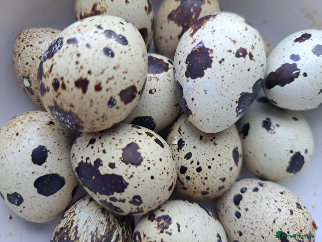 Quail poultry for sale: Quail eggs - Advert 1