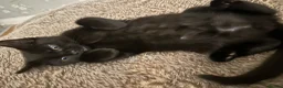 British Shorthair cats for sale: British Shorthair Kittens!  - Advert 9