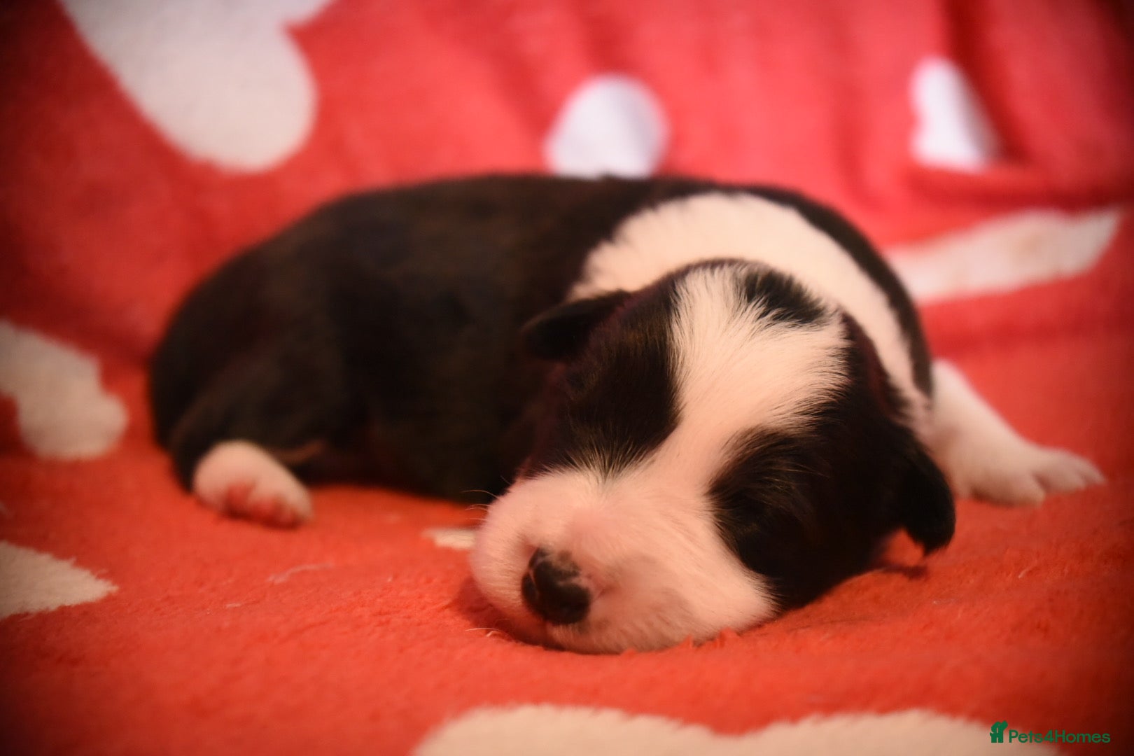 Border Collie dogs for sale: 1 health tested boy left - Advert 29