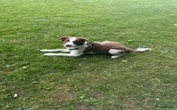 Border Collie dogs for sale: KC Reg Red Border Collie - Image 17
