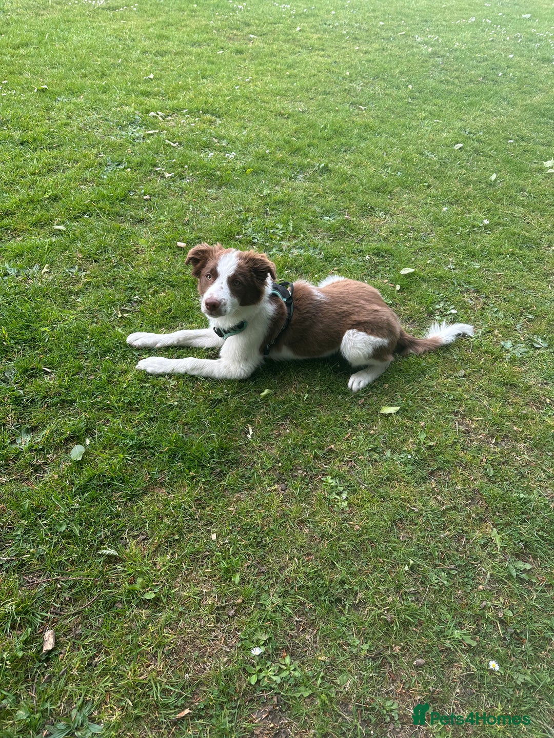 Border Collie dogs for sale: KC Reg Red Border Collie - Image 17