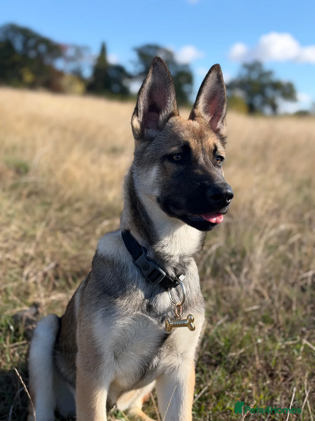 Mixed Breed dogs for sale: Incredible Malli x Husky male pup - Advert 2