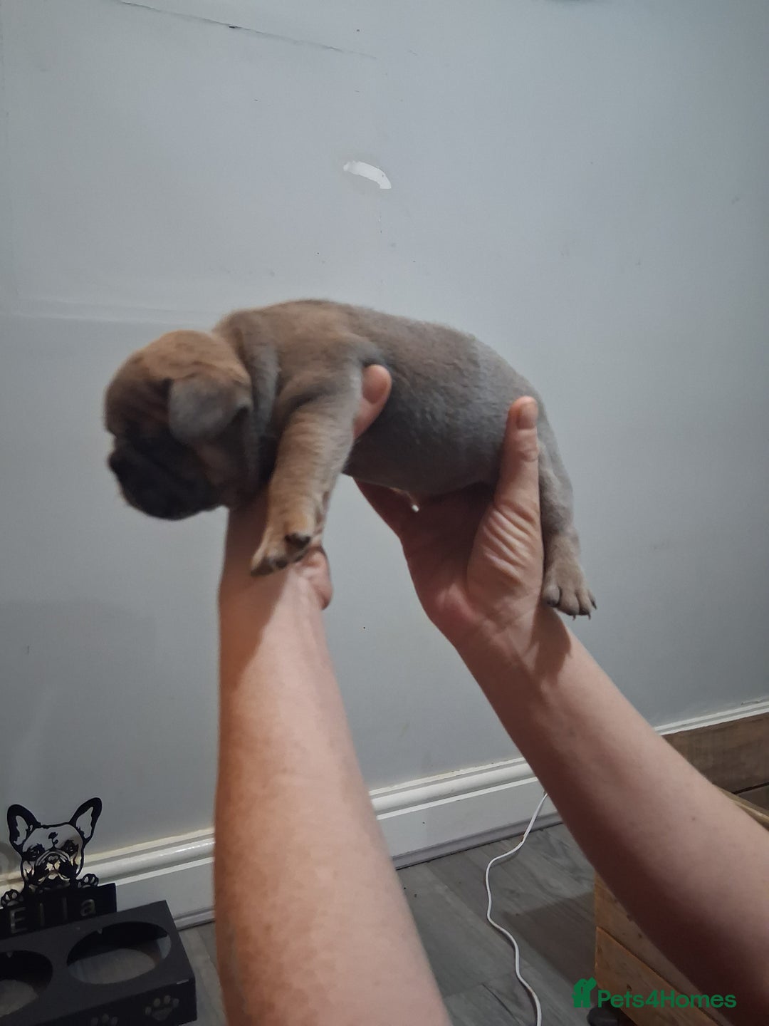 French Bulldog dogs for sale: French bulldogs - Image 21