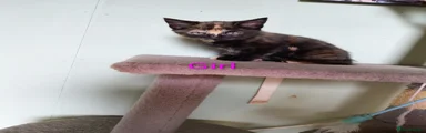 Mixed Breed Kitten 4
