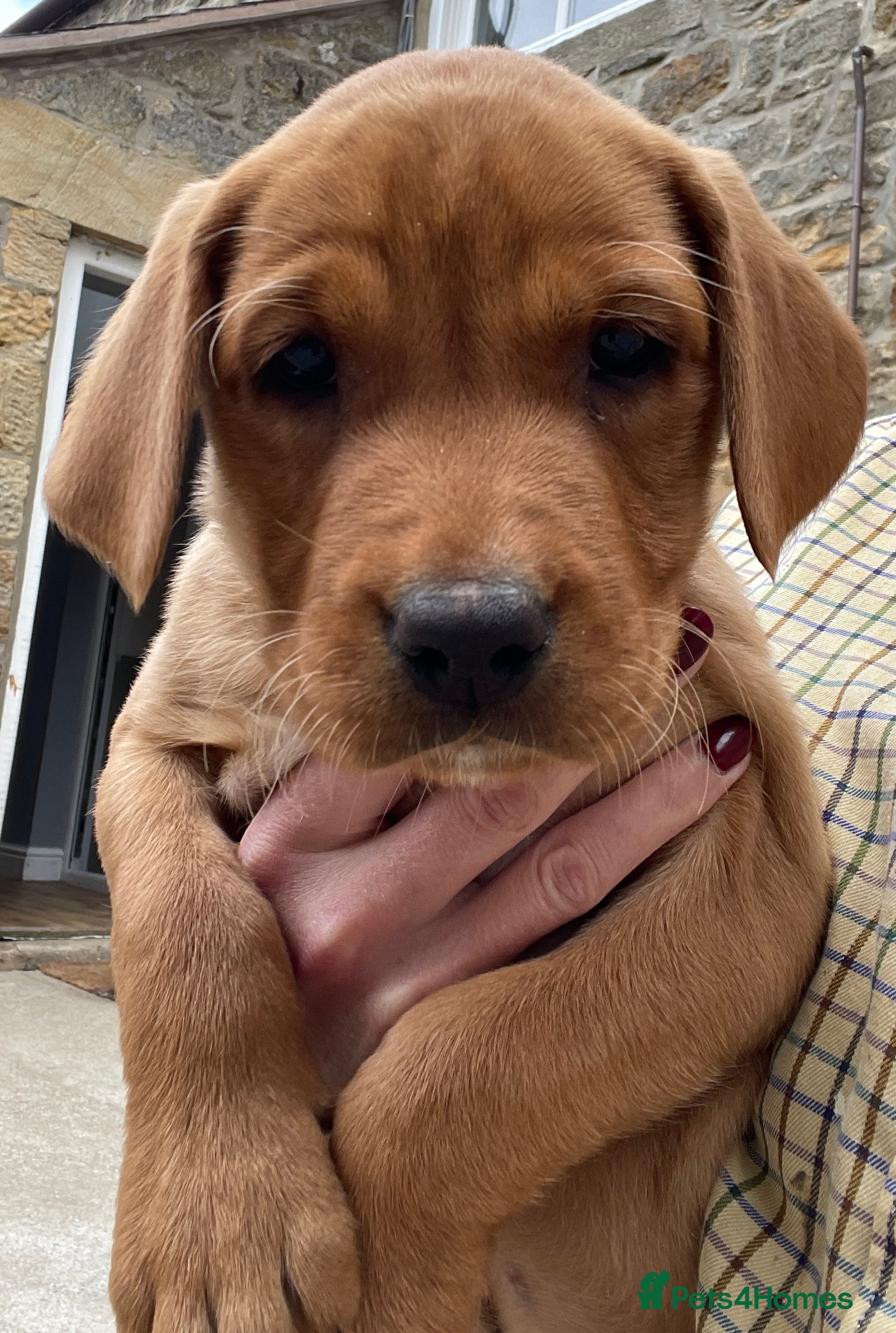Labrador Retriever dogs Ready now - fully health tested  - Advert 2