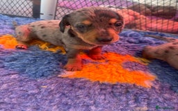 Miniature Dachshund dogs for sale: Pra clear mini smooth dachshund pups - Image 13