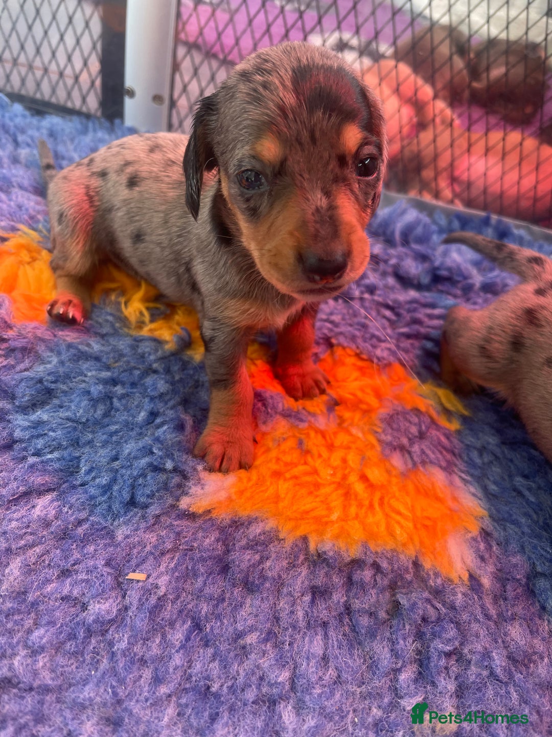 Miniature Dachshund dogs for sale: Pra clear mini smooth dachshund pups - Image 13