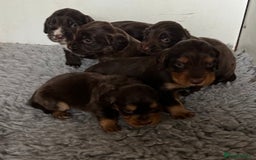 Cocker Spaniel dogs for sale: Beautiful KC Registered Cocker Spaniel Puppies 🐶  - Image 1