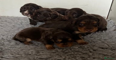 Cocker Spaniel dogs - Advert 8