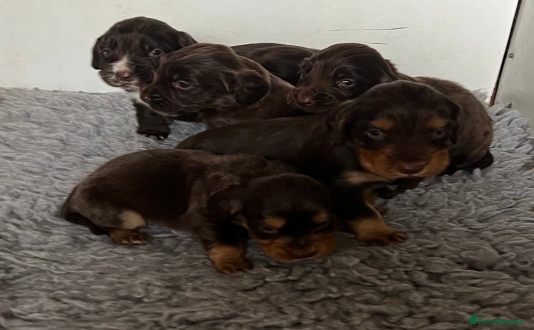 Cocker Spaniel dogs - Advert 1