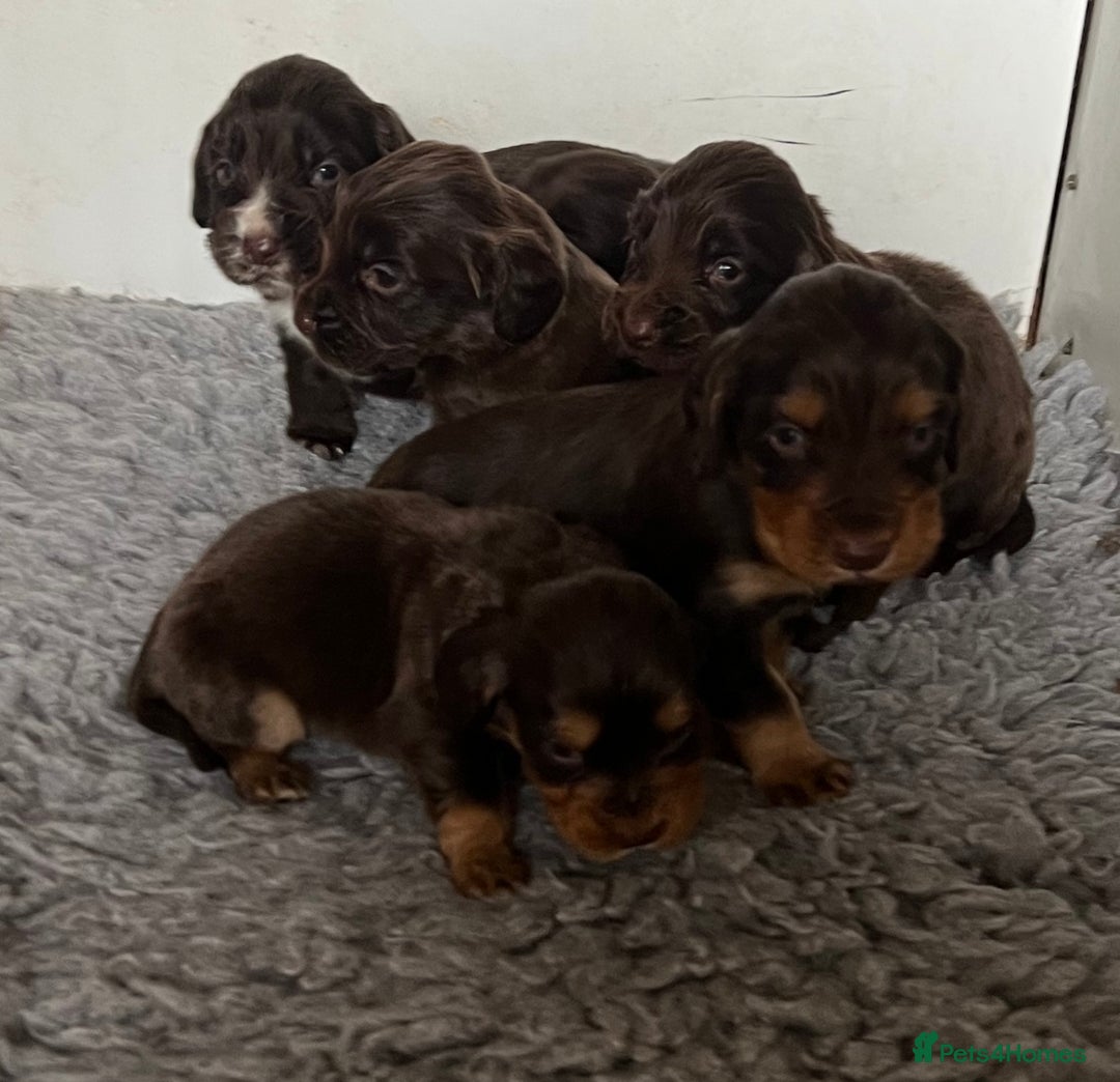 Cocker Spaniel dogs for sale: Beautiful KC Registered Cocker Spaniel Puppies 🐶  - Image 1