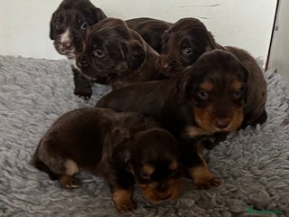 Cocker Spaniel dogs - Advert 22