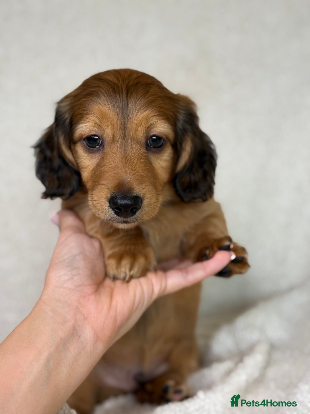 Miniature Dachshund dogs for sale: ⭐️ Miniature Long Haired Dachshund Pups ⭐  - Image 12