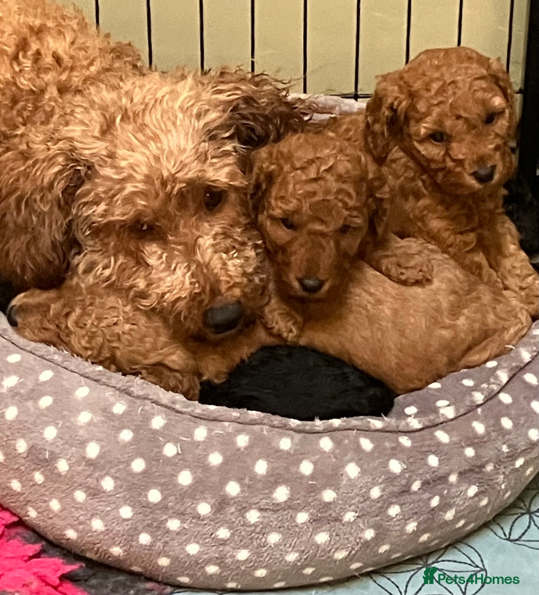 Cockapoo dogs for sale: COCKAPOO PUPPIES RED & BLACK in CAMBRIDGESHIRE  - Advert 12