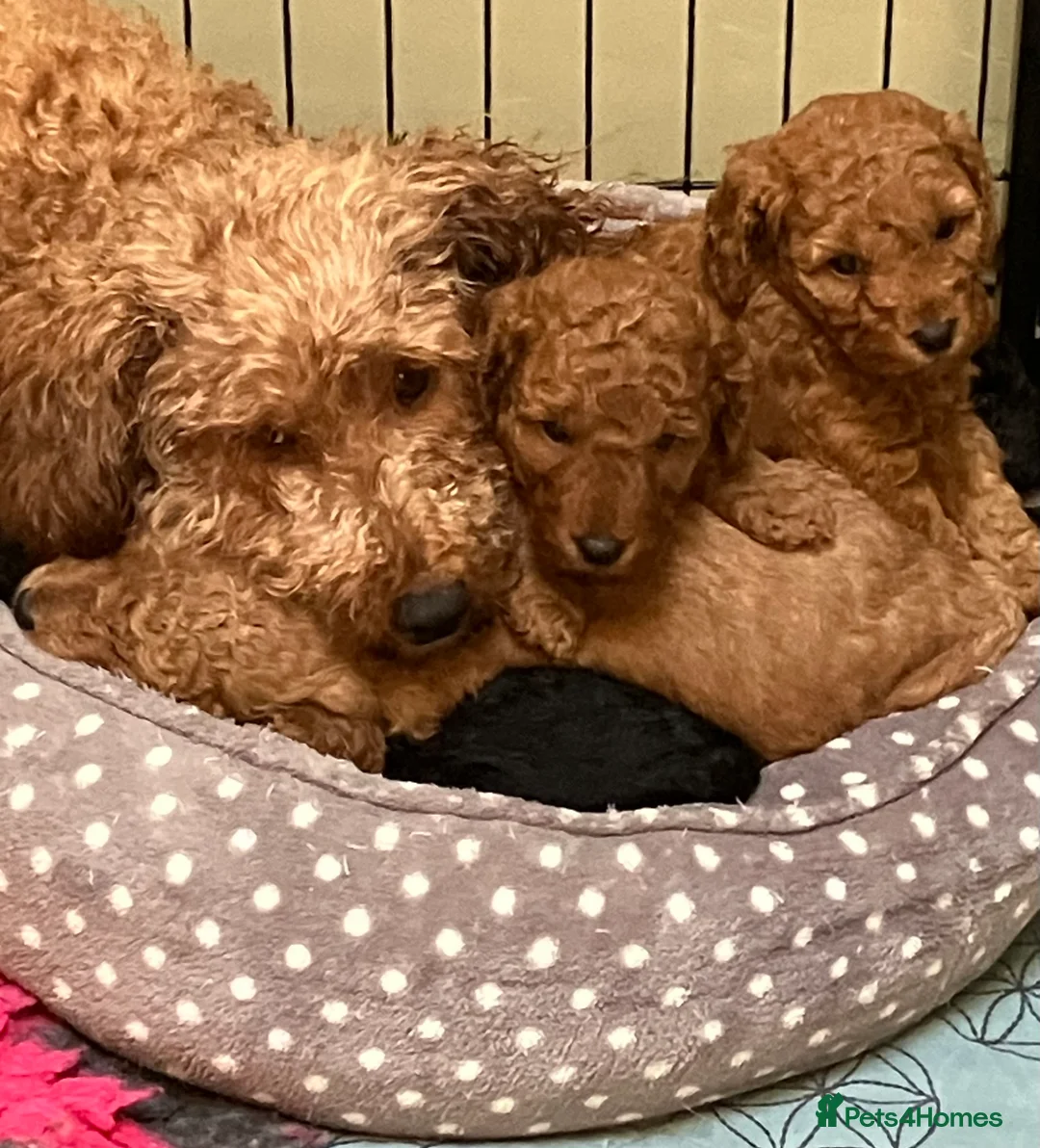 Cockapoo dogs for sale: COCKAPOO PUPPIES RED & BLACK in CAMBRIDGESHIRE  - Advert 15